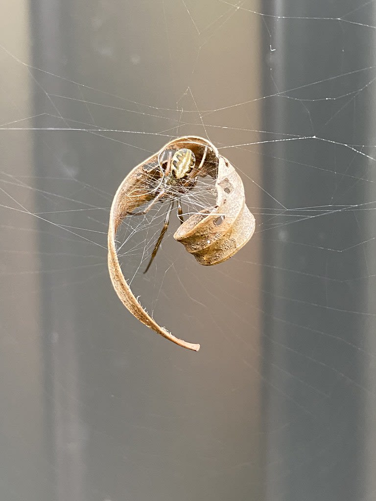 Leaf-curling spider + Praying mantis / Red Wolf