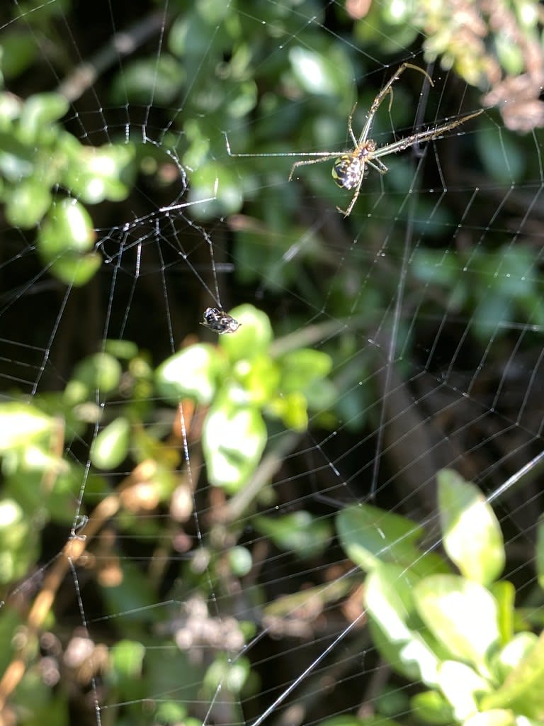 Leaf-curling spider (Phonognatha graeffei) / Red Wolf
