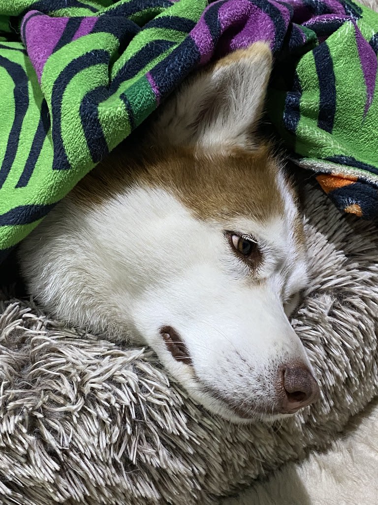 Tucked in + Snuggle / Red Wolf