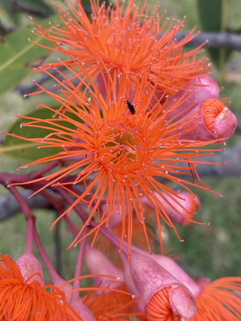 Orange flowering gum (Corymbia ficifolia) / Red Wolf