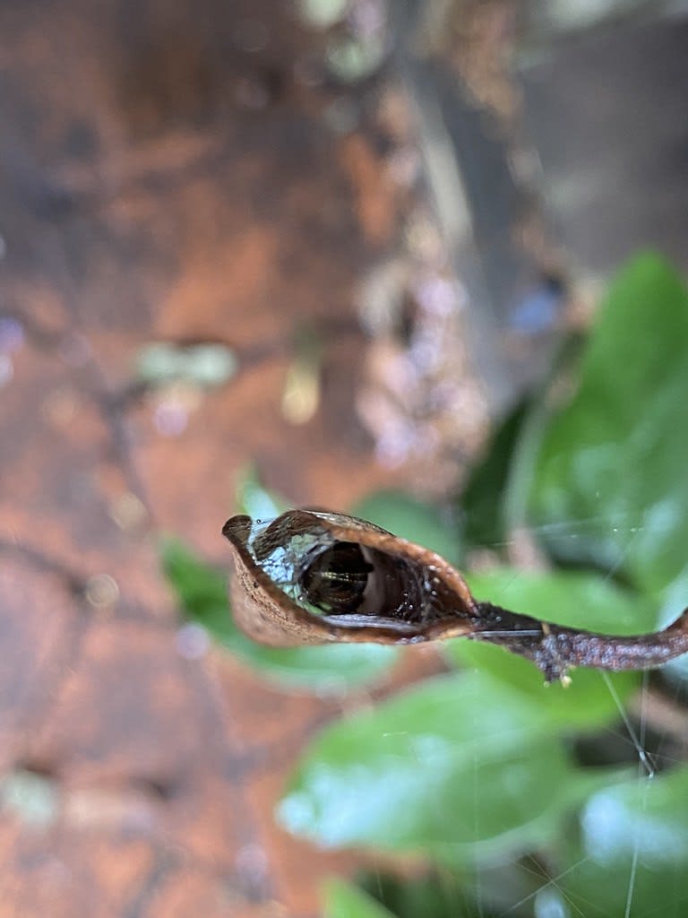 Mantis + spider / Red Wolf