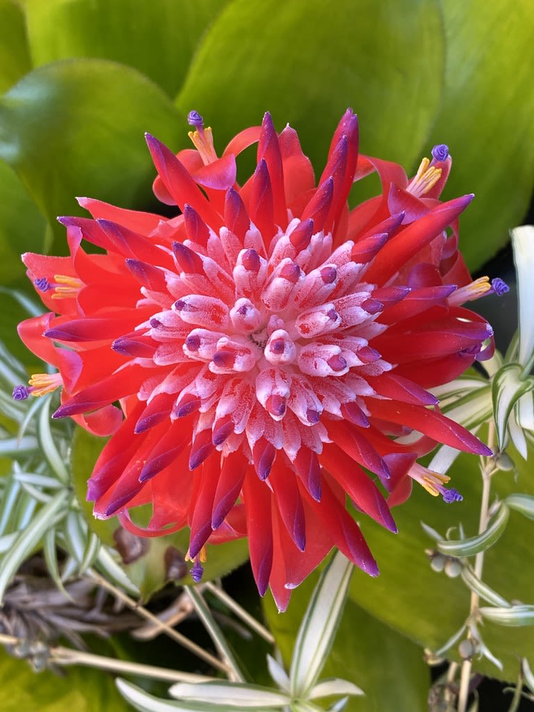 Bromeliad + Plumbago + Spider / Red Wolf