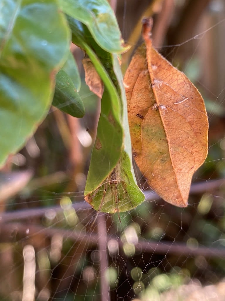 Bromeliad + Plumbago + Spider / Red Wolf