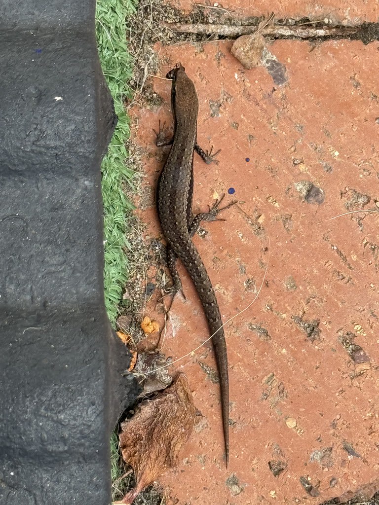 Bottlebrush + Skinks / Red Wolf