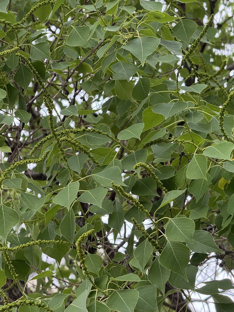 Pavement + Chinese tallow tree / Red Wolf