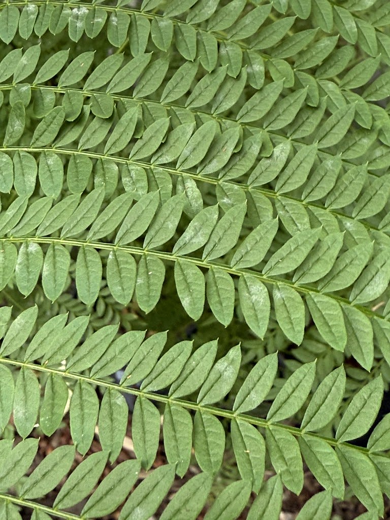 Tiny orb weaver + Jacaranda / Red Wolf
