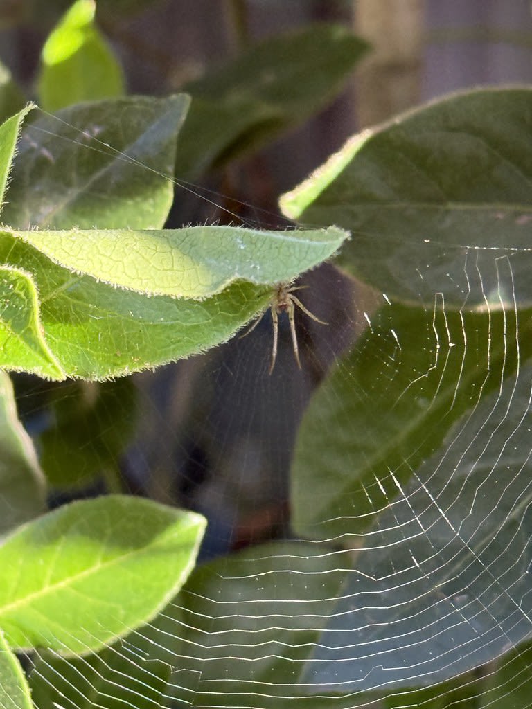 Net-casting + Leaf-curling spiders / Red Wolf