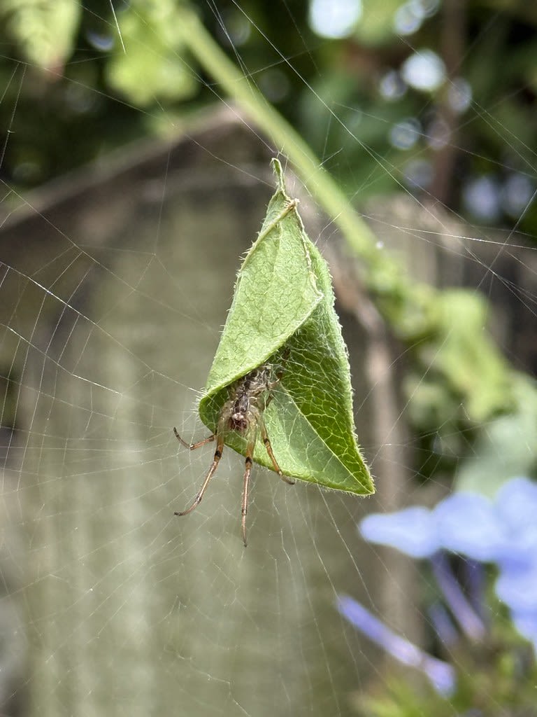 Net-casting + Leaf-curling spiders / Red Wolf