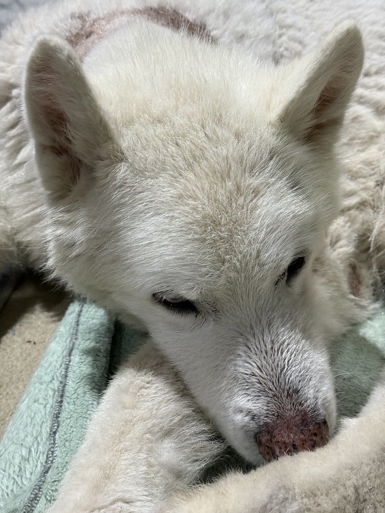 Nap time + Crashed / Red Wolf