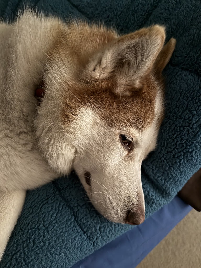 Nap time + Crashed / Red Wolf