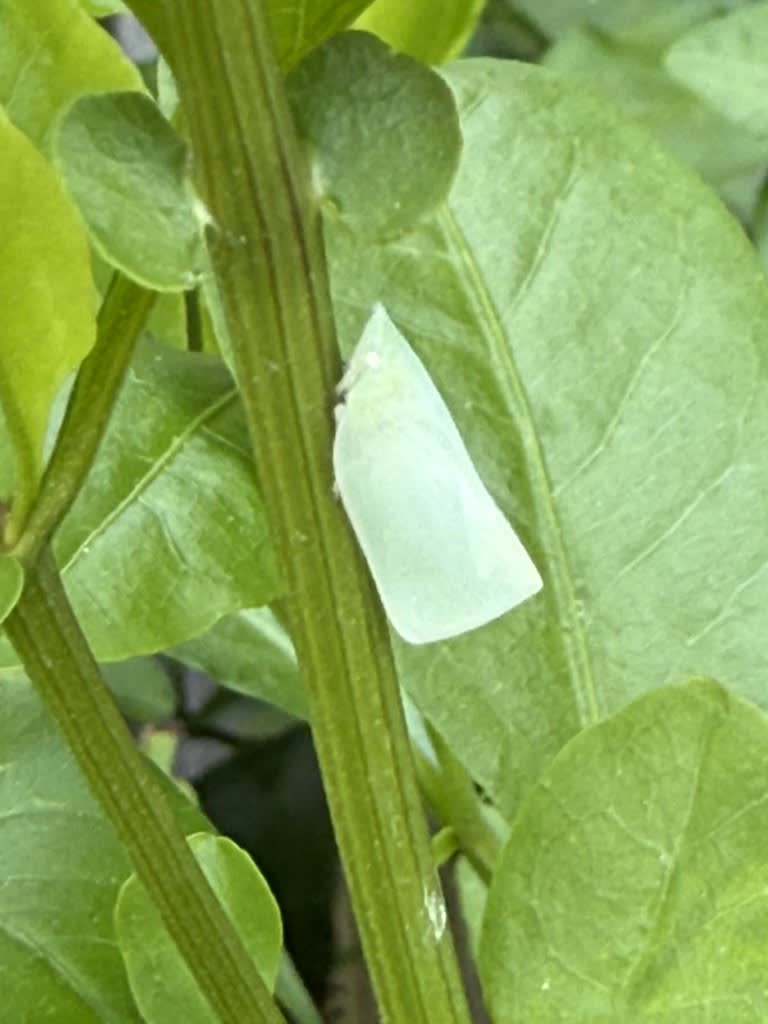 Green planthopper + Asian paper wasp / Red Wolf