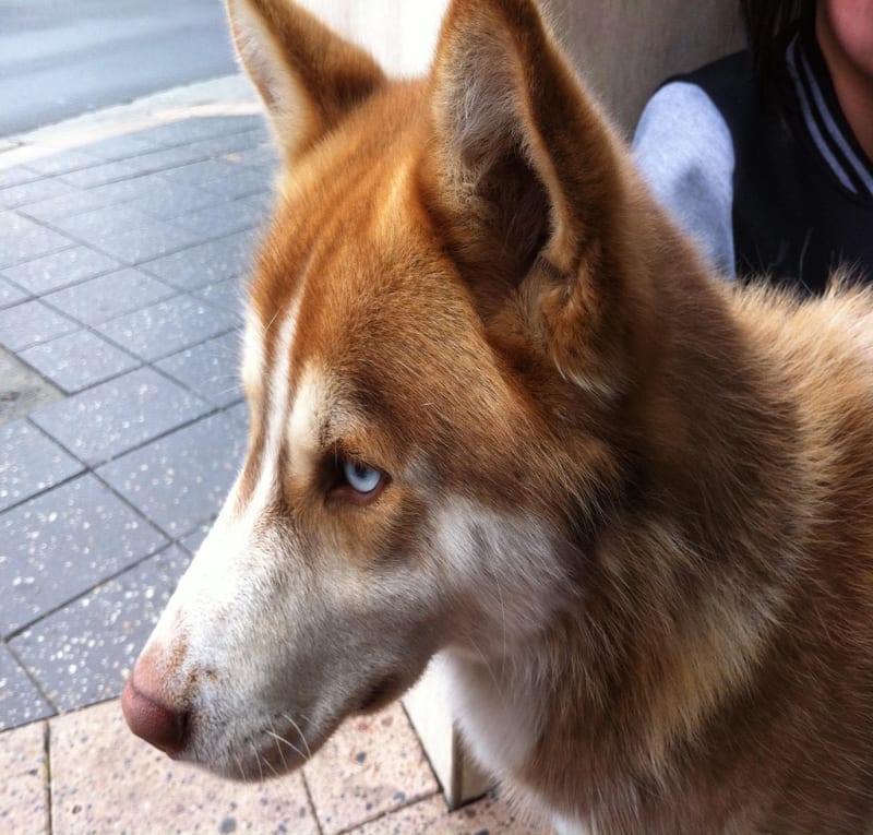 Jacob / Red Wolf