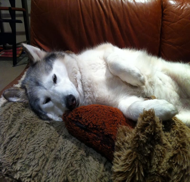 Eaten by the Lounge / Red Wolf