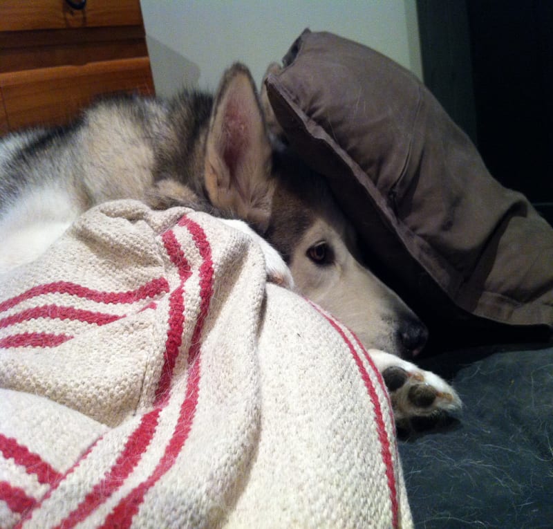 Hiding Under Cushions / Red Wolf