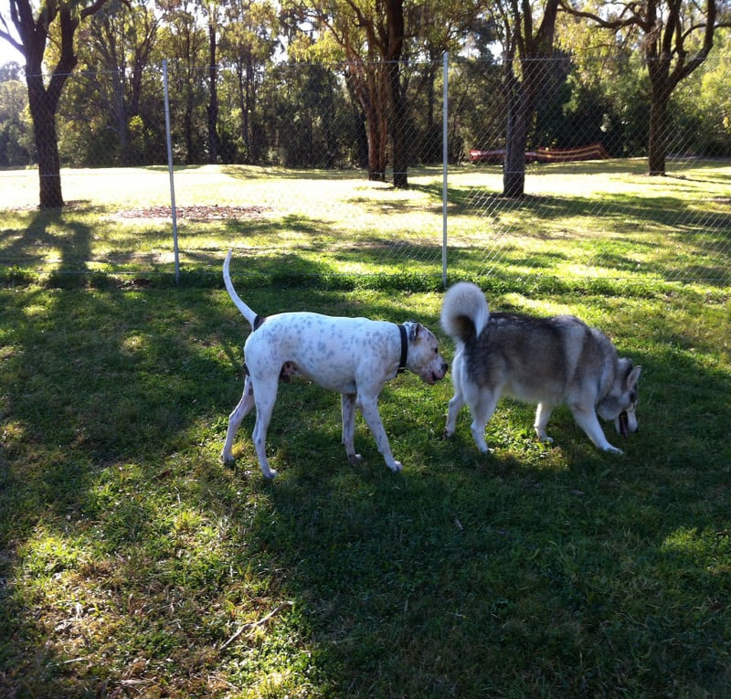 Sniffing the Fluffy Dog / Red Wolf