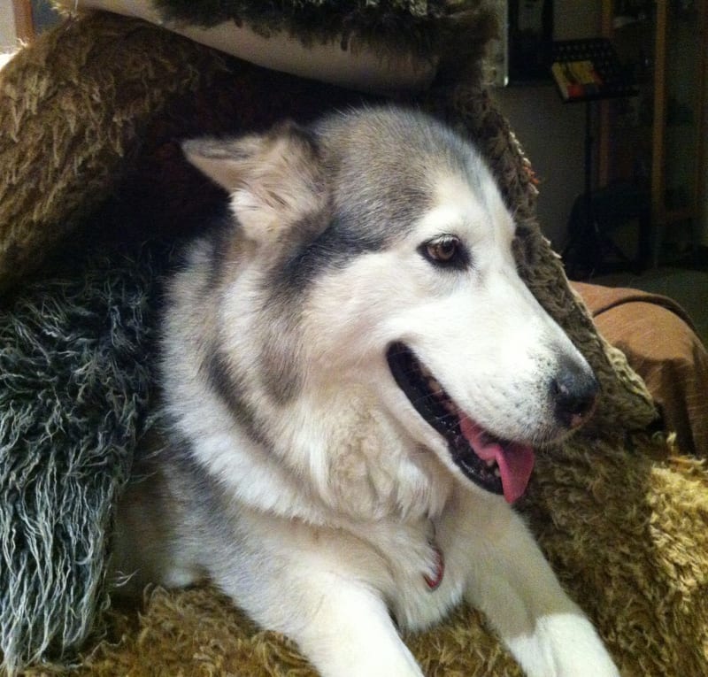 Buried Under the Pillow Fort / Red Wolf