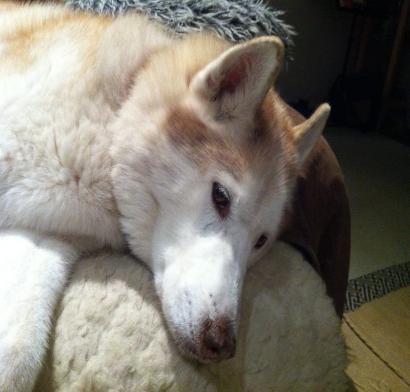 Relaxed Pod + Being Adorable / Red Wolf