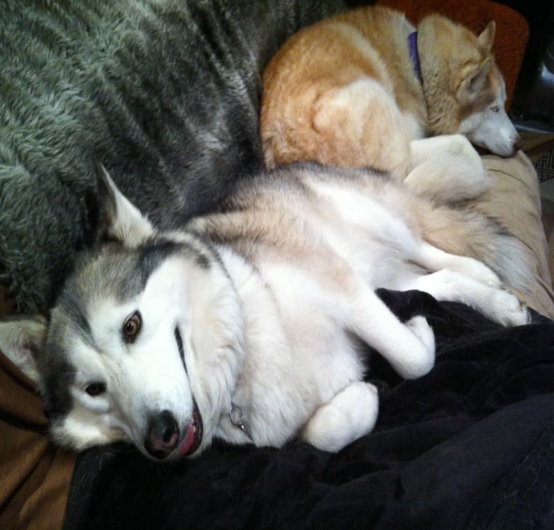Lounge Pods / Red Wolf