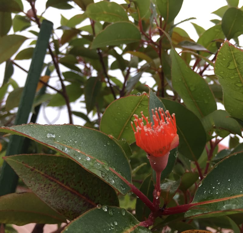 Orange flowering gum (Corymbia ficifolia) / Red Wolf