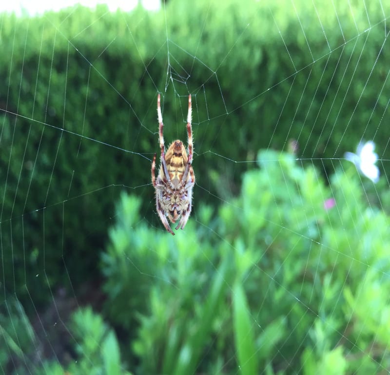 Garden Orb Weaver + Mushrooms / Red Wolf