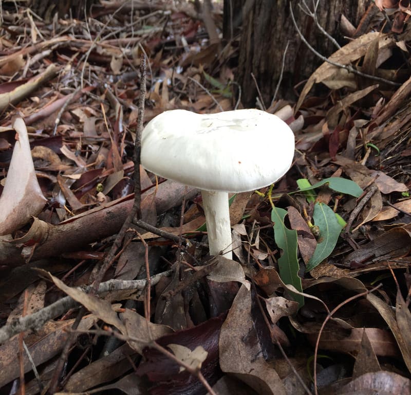 White Mushroom (Lepiotaceae) / Red Wolf