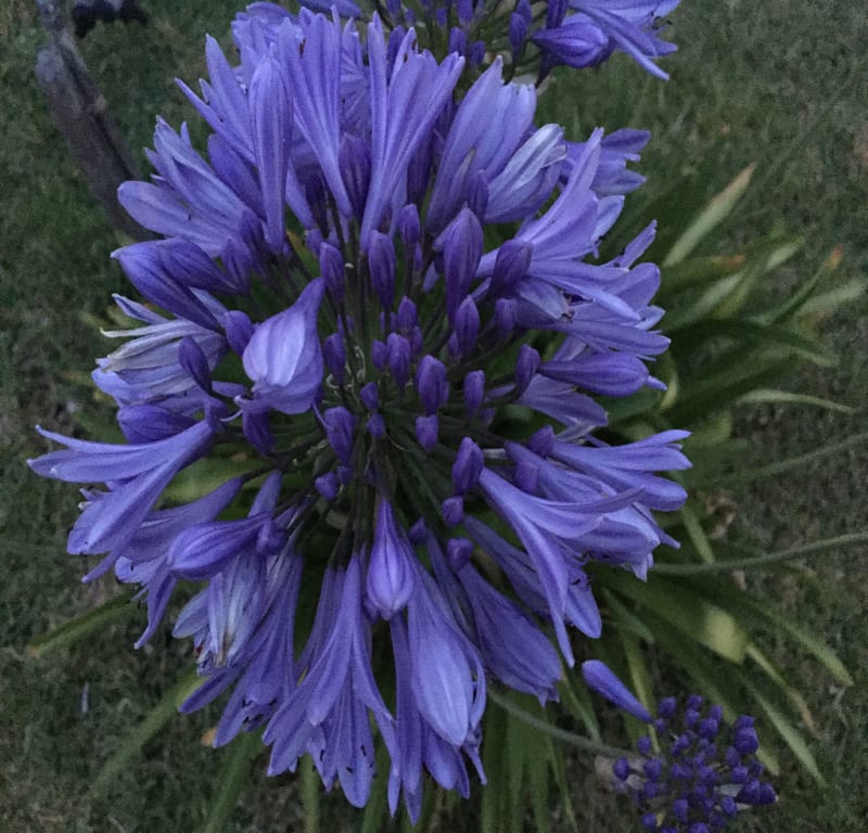 Dramatic Agapanthus / Red Wolf