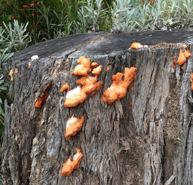 Vacuum is Scary / Red Wolf