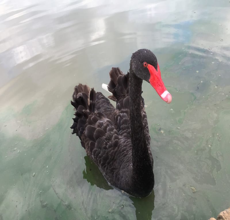 Black Swan + Iron Oxidation in Sandstone / Red Wolf