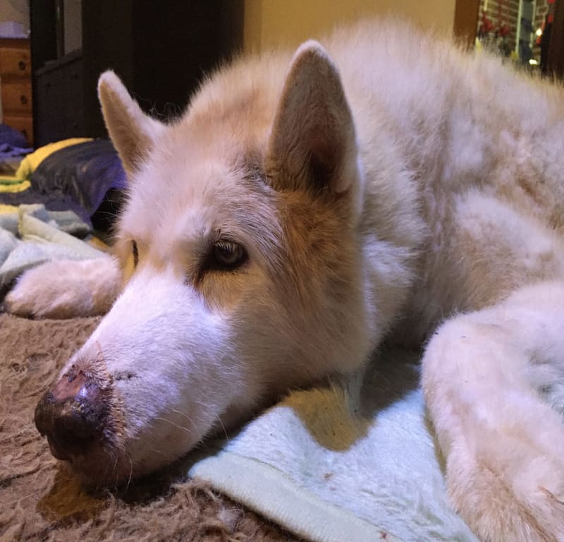 At Home + Orange Pod’s Last Photo / Red Wolf