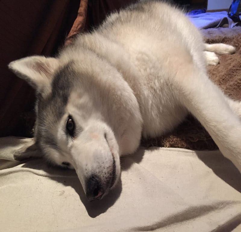 Rug Dog + Folded Ear / Red Wolf