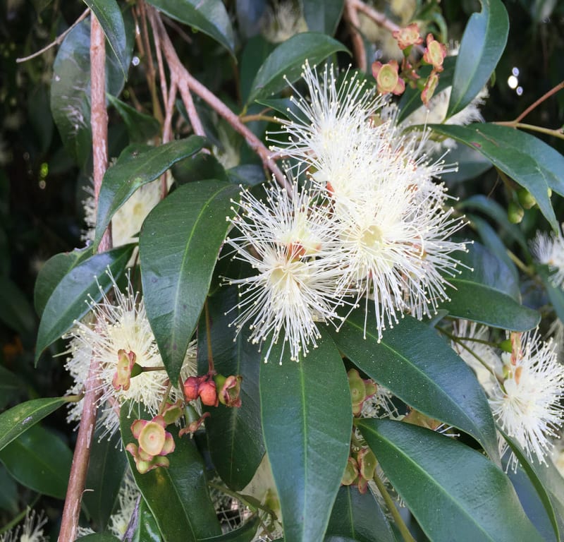 Flowering Gum (Corymbia ficifolia) / Red Wolf