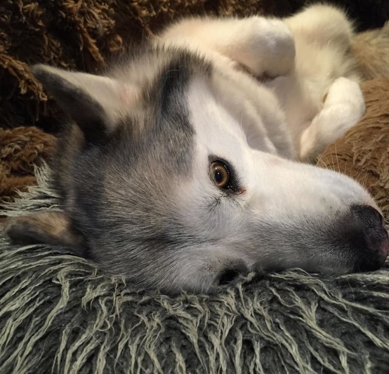 Comfortably Cushioned + Fuzzy / Red Wolf