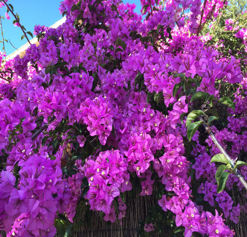 Purple Bougainvillea + Spectacular Rustgill + Coral Berry / Red Wolf