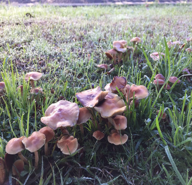 Deer Shield Mushrooms (Pluteus cervinus) / Red Wolf