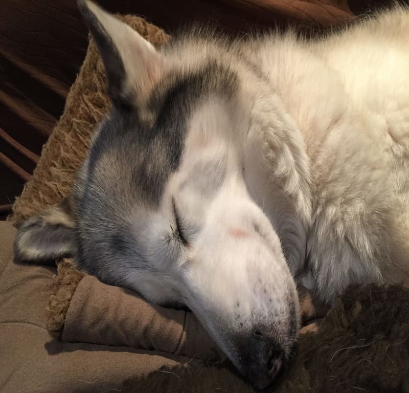 Determinedly Asleep / Red Wolf