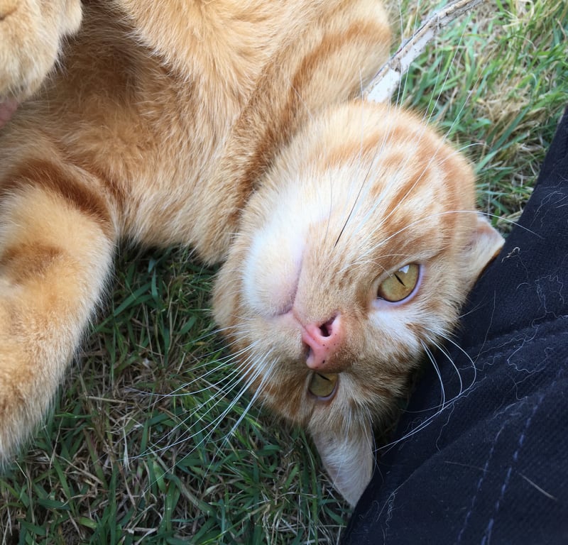 Worship Me / Red Wolf