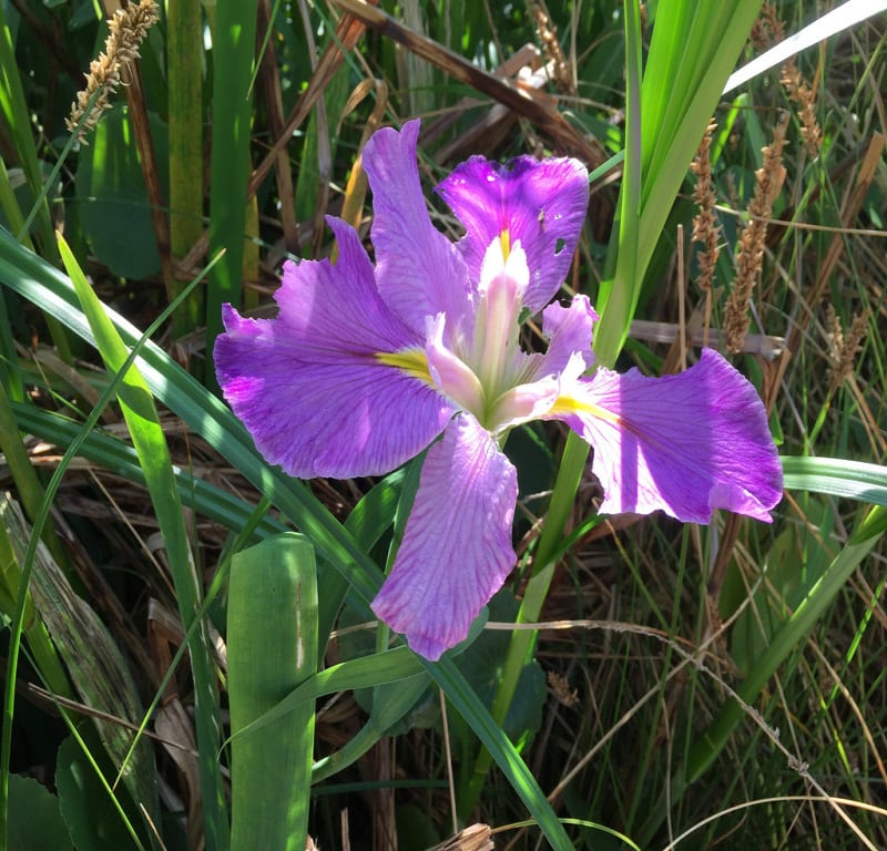 Wild Iris / Red Wolf