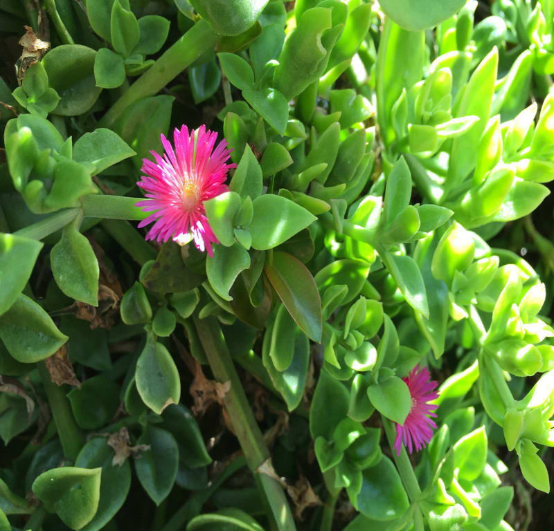 Aptenia cordifolia / Red Wolf