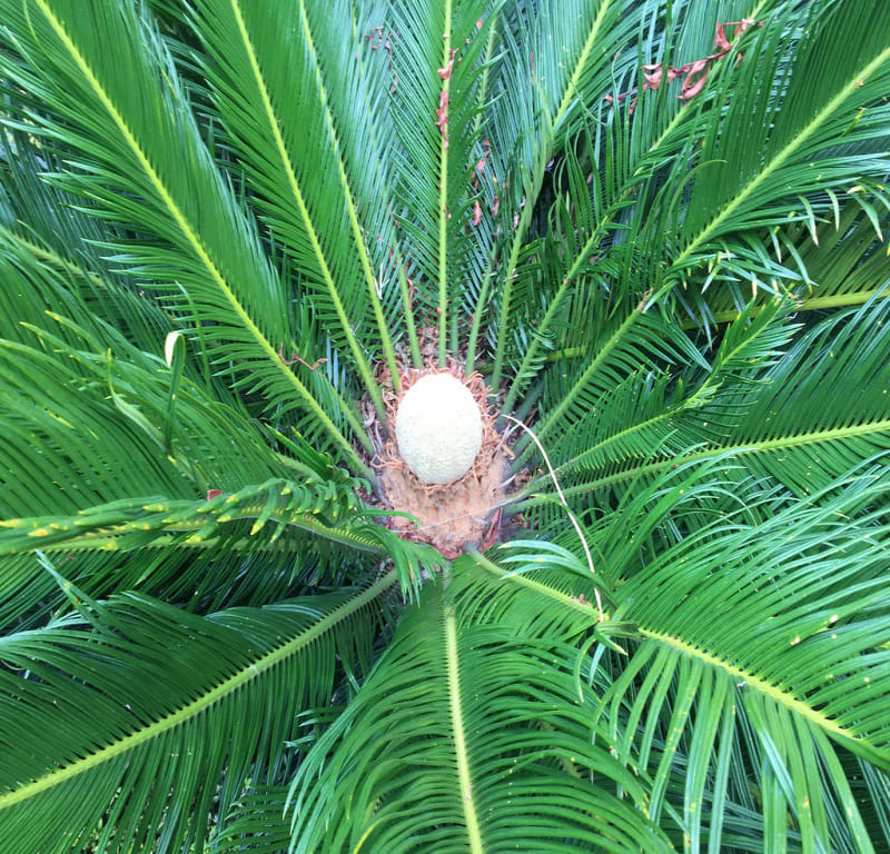Cycad + Geranium + Rose / Red Wolf