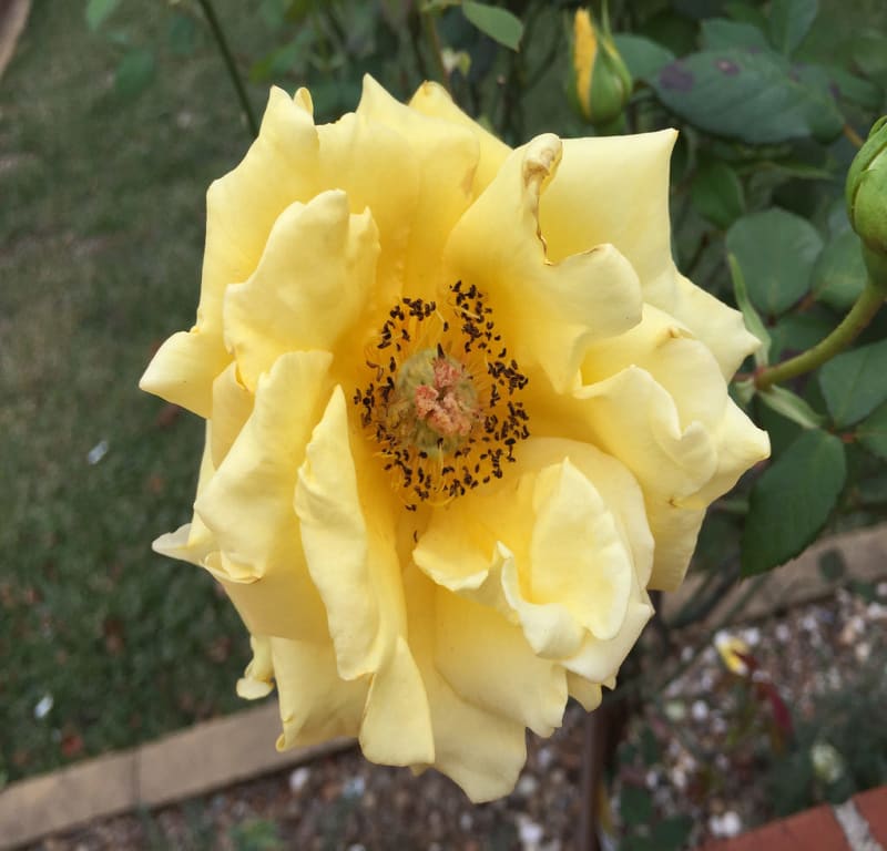 Yellow Rose + Camellia japonica / Red Wolf