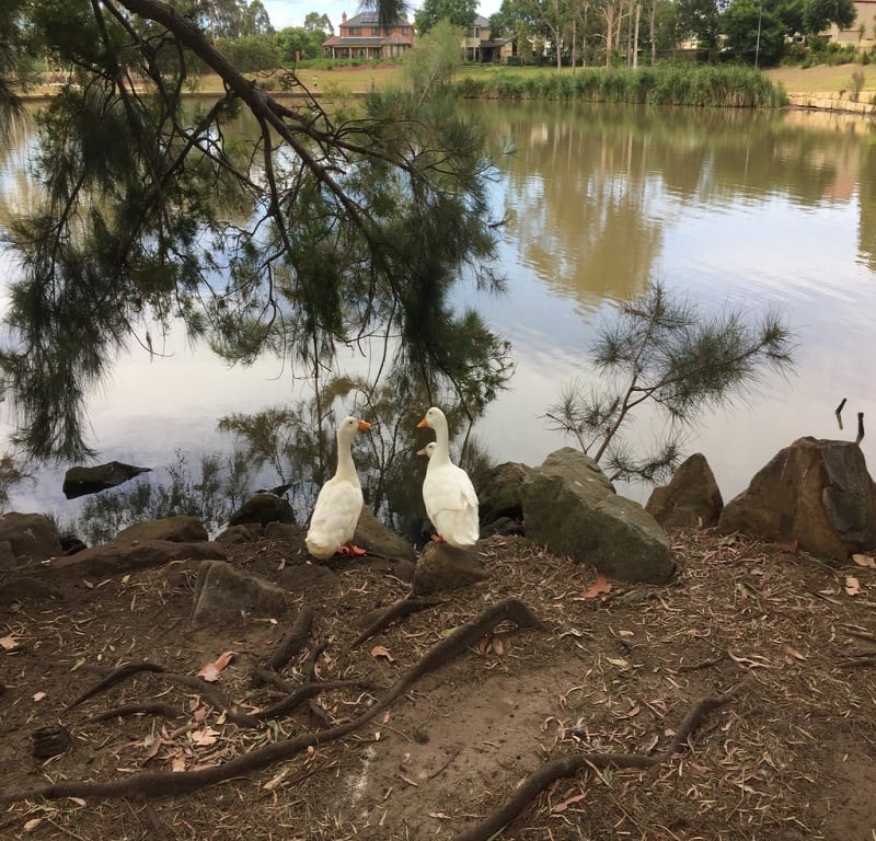 Gathering of ducks / Red Wolf