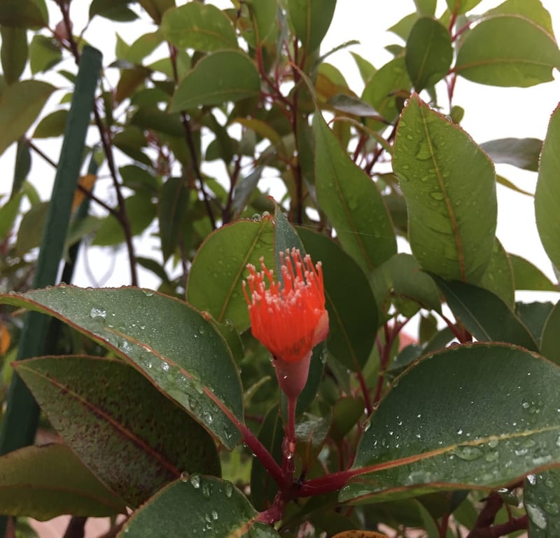 Orange flowering gum (Corymbia ficifolia) / Red Wolf