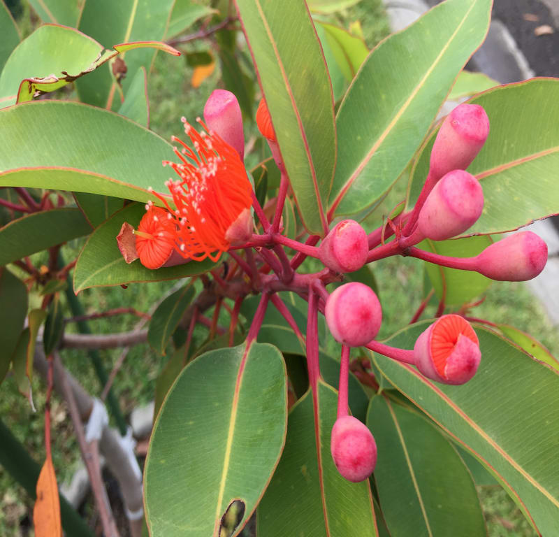 Orange flowering gum (Corymbia ficifolia) / Red Wolf