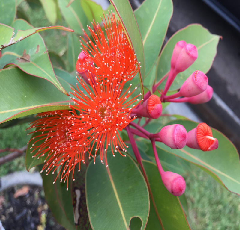 Orange flowering gum (Corymbia ficifolia) / Red Wolf