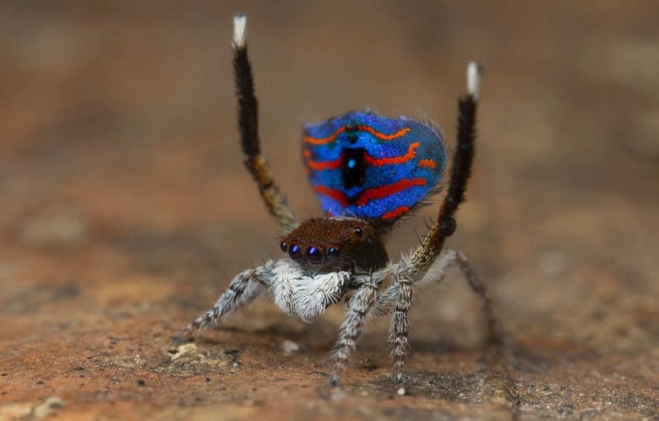 Maratus melindae corus