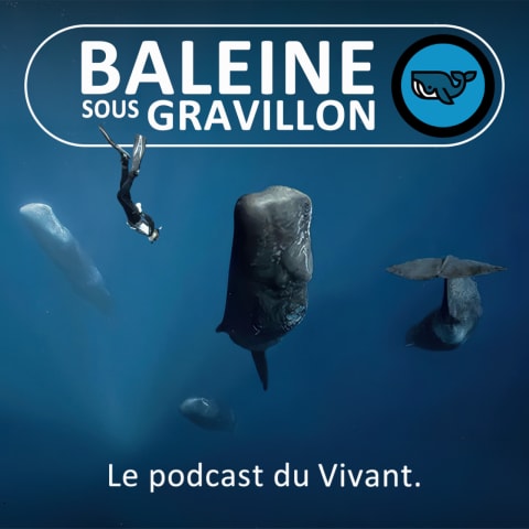vignette du podcast : Baleine sous Gravillon