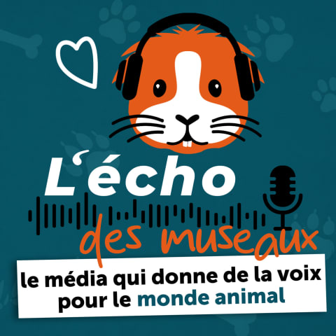 vignette du podcast : L&rsquo;écho des museaux