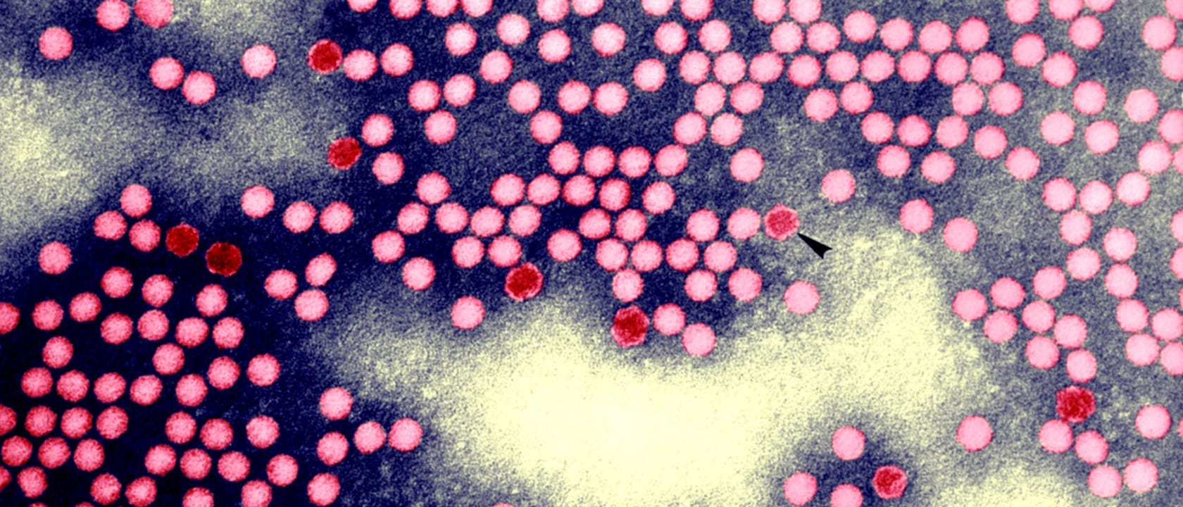 Header image