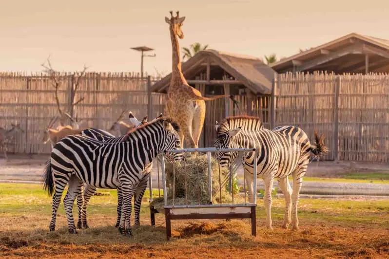 Dubai Safari Park jfdovv Top 10 places to visit in Dubai and other Emirates in UAE