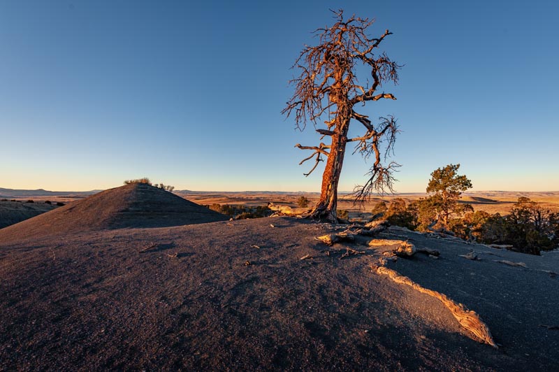 Tree on Clay Hills